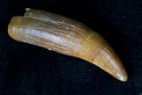 Beautiful Rooted Cretaceous Crocodile Tooth - Morocco #19250-1